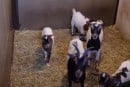 Kamerunsk kozy
