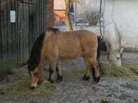 Pony - valach